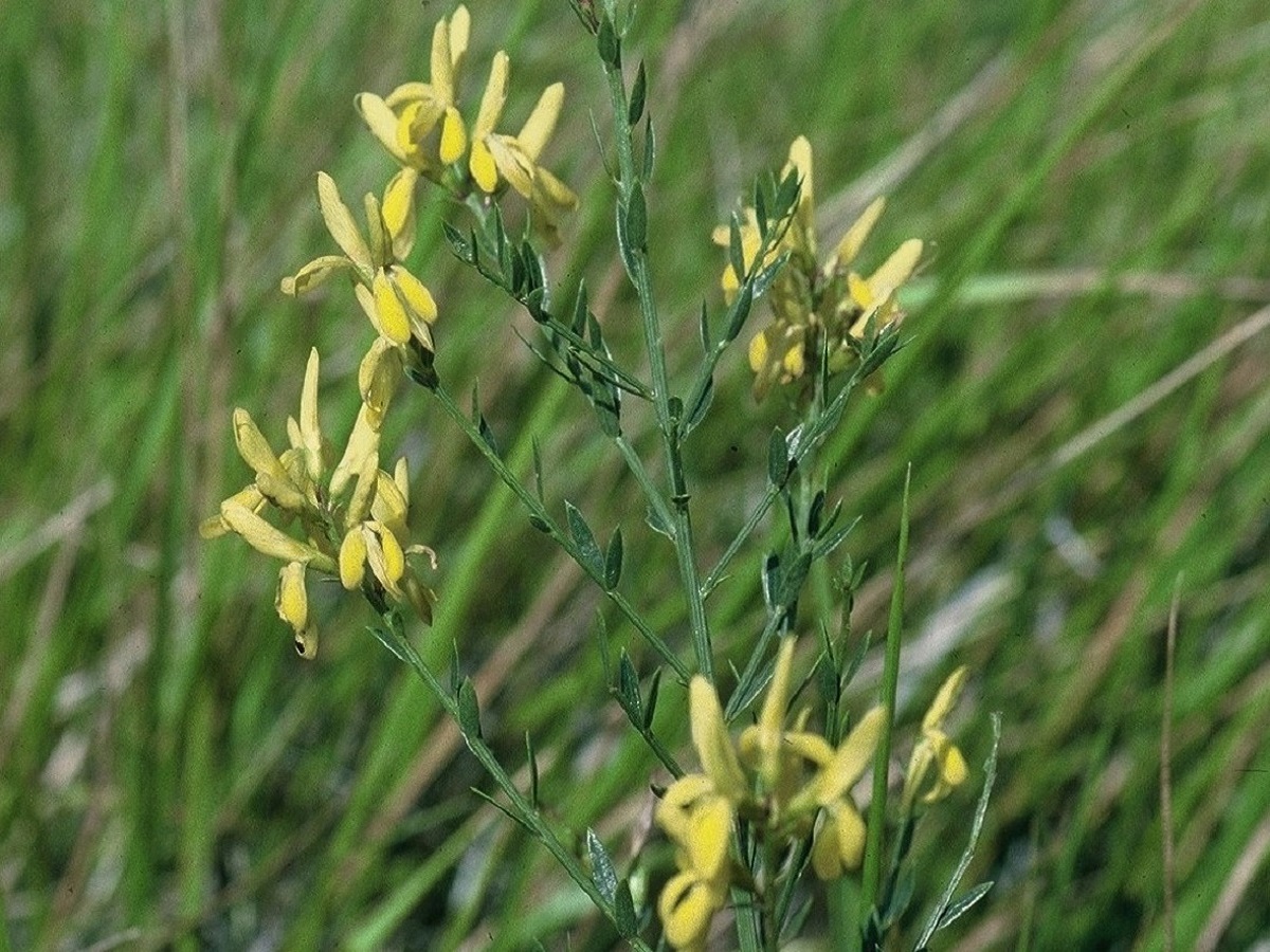 Genista tinctoria (Fabaceae)